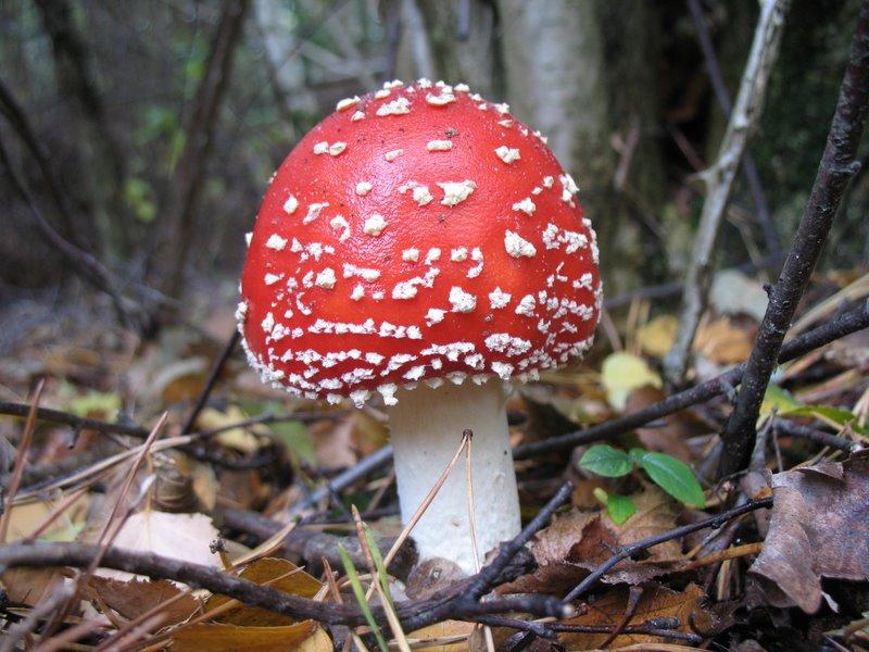 2008 10  Myco avec l 'ANY 14